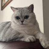 candie