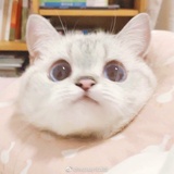 百万喵喵