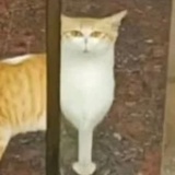 梁山佛子