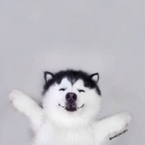 舒大鹅