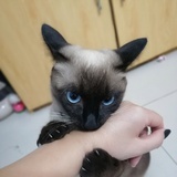 MIAO奥利奥