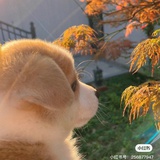 小八三岁半