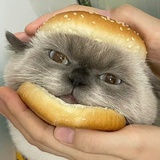 你们真的烦我