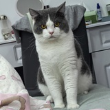 马猴烧酒