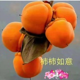 正能量的猪猪