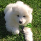 coco
