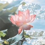 在水一方