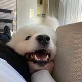 理想明昊