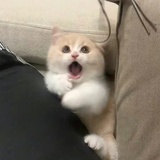 我家猫会后空翻
