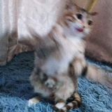 郑大屁