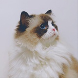 霜华