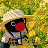 平菇