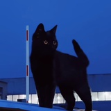 咪咪