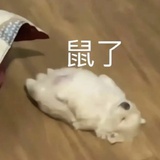 JSZT脆弱的人