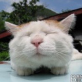 晴天小猪