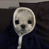 我不能没有小狗