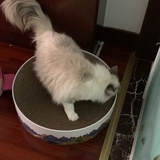 我家有猫