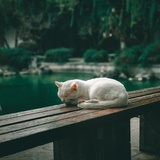 奶茶仙子