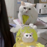 可爱惨惨