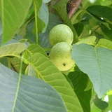 核桃树