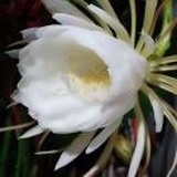 昙花一现