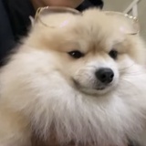 Cccc