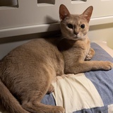 吃饭愉快你个头