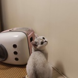 猪猪孩儿