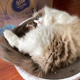 熊猫奶盖