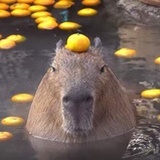 噜豆豆