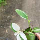 种花技术修炼中