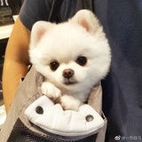 哆啦的小袋子