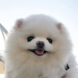 棉花小狗