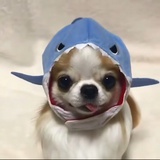 HongSang