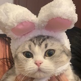 喵哇fufu