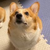 蓝不过