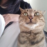 半熟芝士