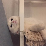 氢氯白焰
