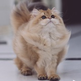 Luu
