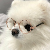爱狗人士