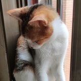 我的爱猫叫票票