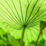 荇水荷风