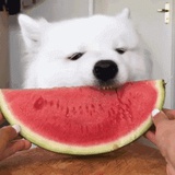 烤口蘑好好吃