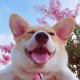 赵露思