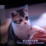 肉丝炒面k
