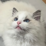 一万只脆柿子🟠