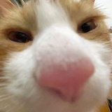 猫头鹰