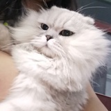 快乐花蝴蝶