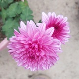 赏花