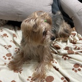 小鹅